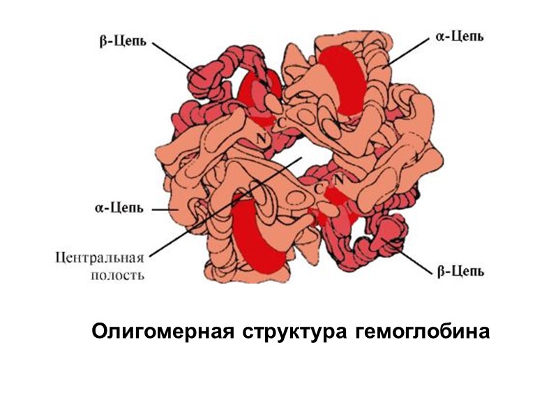Олигомерная структура гемоглобина